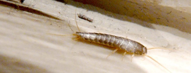 How To Get Rid Of Silverfish In Your Home Lady Qs