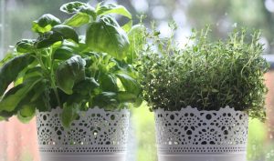 best herb garden kit